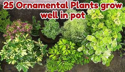 Indian Ornamental Plants With Names And Pictures