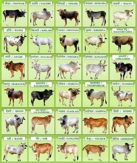 indian cattle breeds pdf