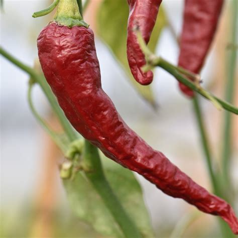indian chili pepper seeds