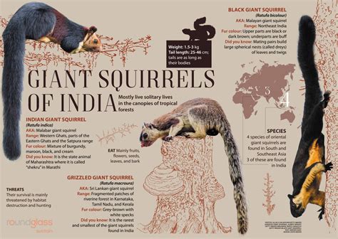 indian giant squirrel size comparison