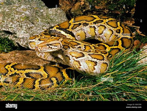 Indian Python