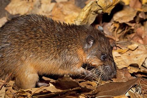 indian river aquatics rats