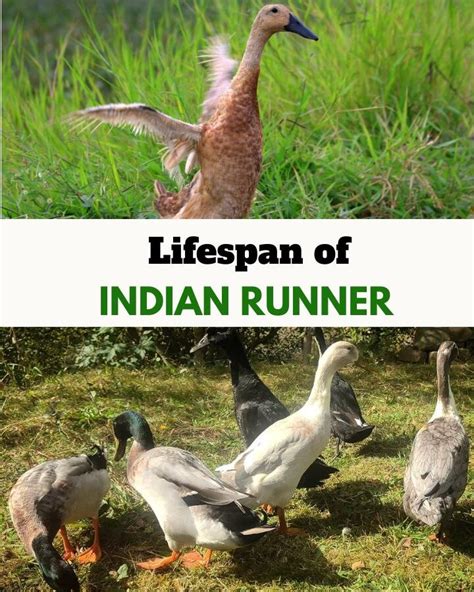 indian runner lifespan