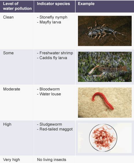 Indicator Examples Biology
