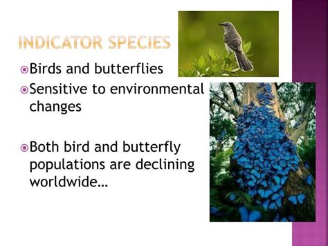 Indicator Species Examples Apes