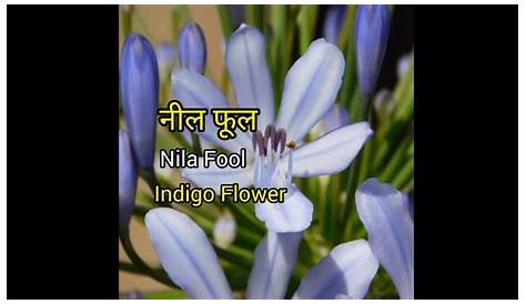 Indigo Plant In Hindi Means fera Tinctoria Bengal Or Madras Or True