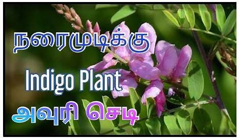 how to find indigo(avuri) plant நாட்டு அவுரி செடி எப்படி