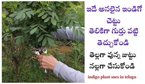Indigo Plant Uses In Telugu (Neelayamari) Herbal Remedy For Toxicities