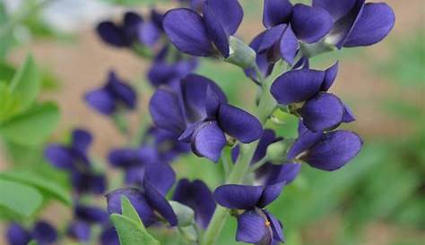 Indigo Plant Uses Midnight False Garden Lovers, Violet Flower