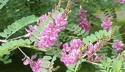 Baptisia Australis Wild Indigo Plant 2.5Inch Pot