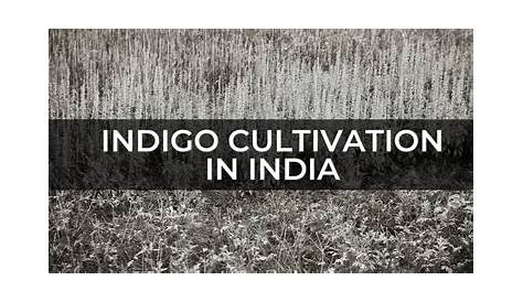 Indigo Plantation In Hindi The Nationalist School Of dian Historiography An Overview