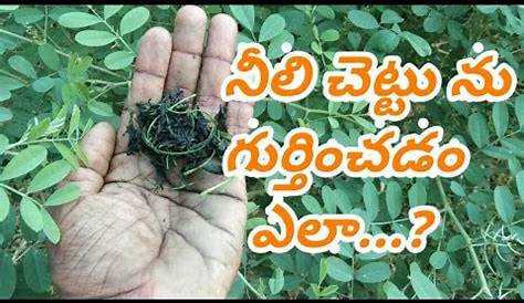 Indigo Powder Means In Telugu fera Tinctoria Blue Dye Plant dígó