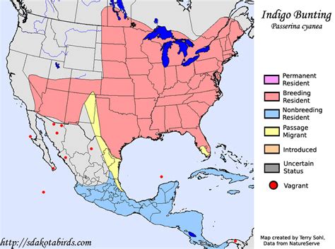 Indigo Bunting Migration Map 2021