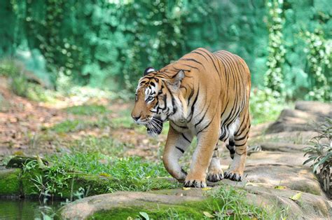 indochinese tiger conservation