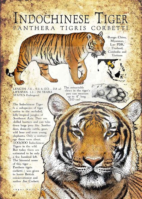 indochinese tiger description