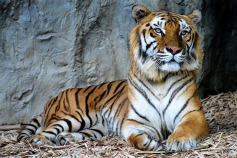 indochinese tiger population