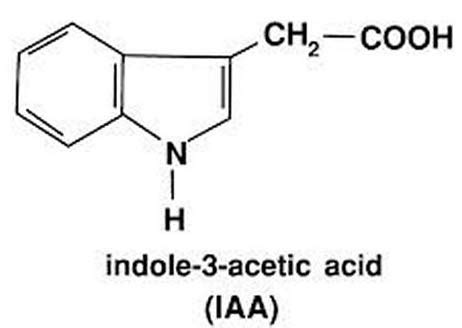  Biosynthesis of indole3acetic acid (IAA), salicylic acid (SA), and