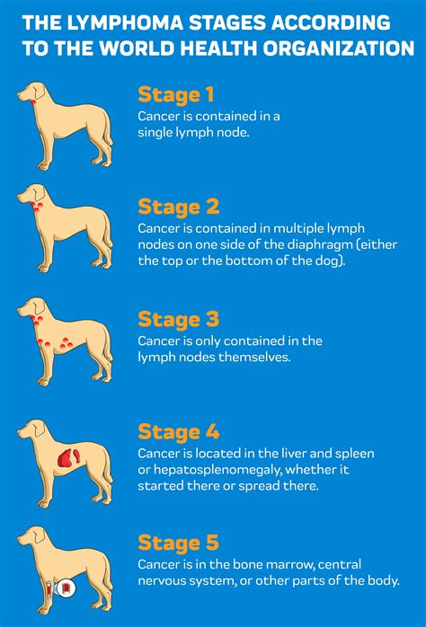 indolent lymphoma in dogs