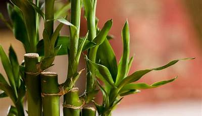 Indoor Different Types Of Bamboo House Plants