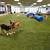 indoor dog parks buffalo ny