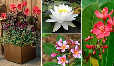 Indoor Flower Plants In India