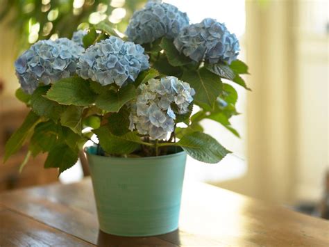Care For Hydrangea Plant Indoors