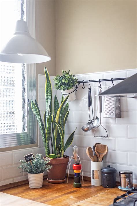 98 of Our Favorite Plant Displaying Ideas of All Time Kitchen plants