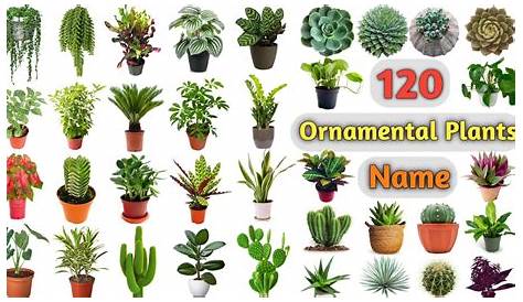 Vector set of various common indoor ornamental plants with