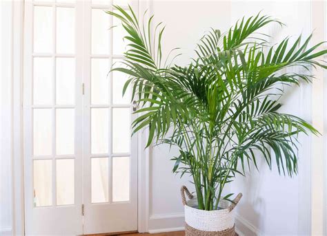 The Majesty Palm Care Guide (Inc. Indoor and Outdoor) Garden Tabs