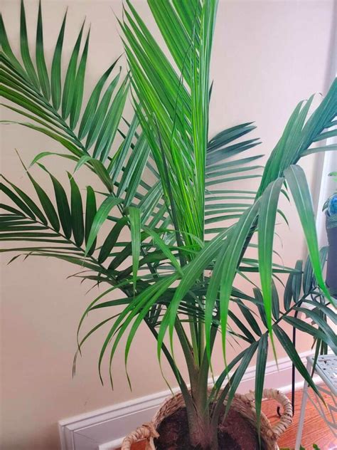 8 Palms Plants to Grow Indoors Indoor palms, Growing plants indoors