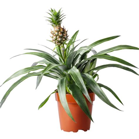 Grow a Pineapple At Home! [Video] Plants, Growing plants indoors