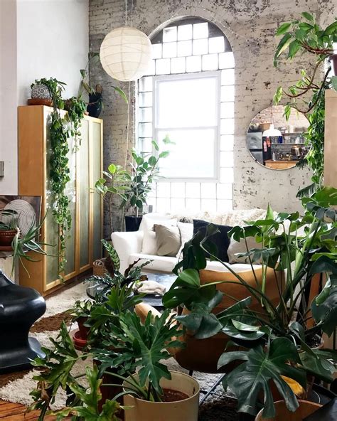 This app helps you choose indoor plants for each room of your house