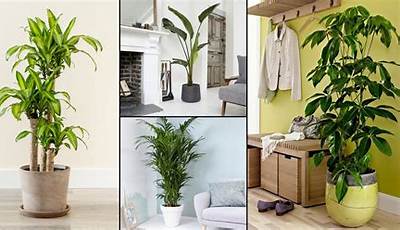 Indoor Plants For Home In India