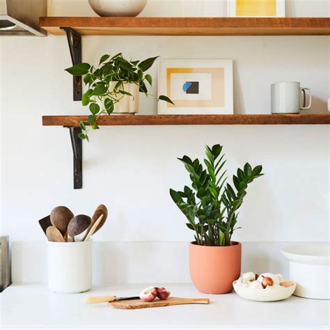 The 5 Best Houseplants to Grow in Your Kitchen Kitchen plants, Easy