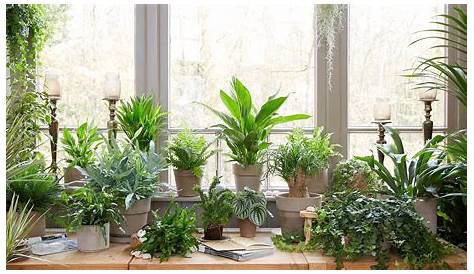 Indoor Plants Hd Images [52+] Houseplant Wallpaper On WallpaperSafari