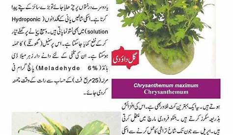Indoor Plants Name In Urdu English And s Of These Pakistan