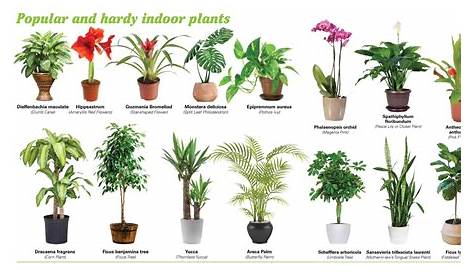 Indoor Plants Names And Pictures In Hindi The Horticultural Chart Of Houseplants 2020 Common