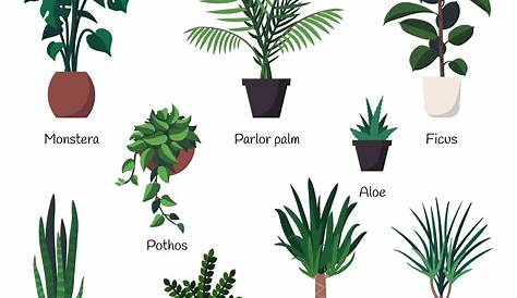 (PDF) Indoor plants