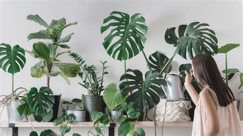 Indoor Plants That Are Almost Impossible to Kill Kavisfoodtruck