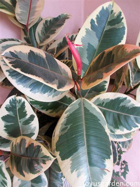 Peperomia Plant, Plant Care Houseplant, Rubber Plant Care, Rockery