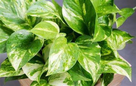 20 Beautiful Indoor Vines And Climbers You Can Grow Easily At Home