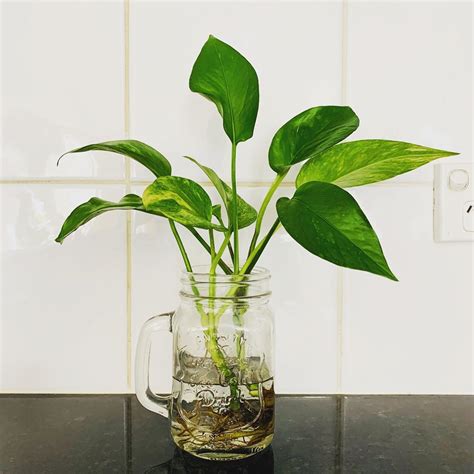 How much to water houseplants expert trick for keeping plants alive