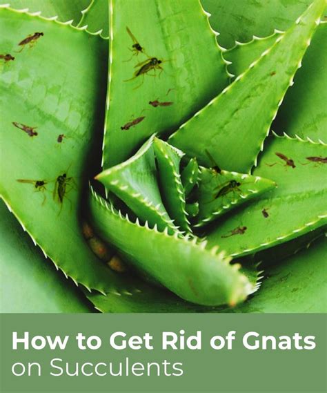 Indoor Cactus Gnats