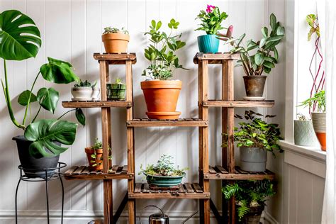 indoor gardening plants care