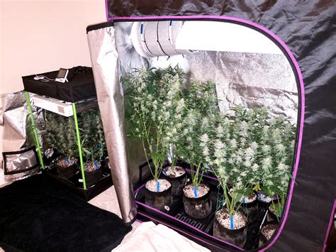 Indoor Grow Tent Tips