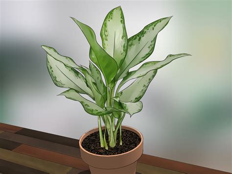 indoor house plant care