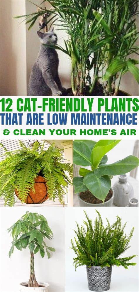 indoor house plants that are safe for cats