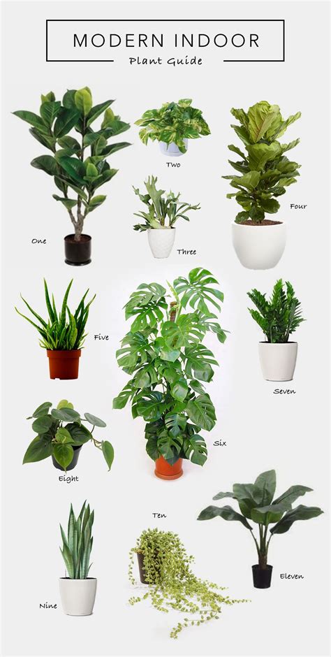 indoor plant guide 1