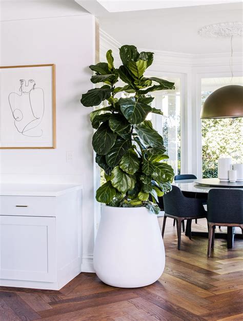 indoor plant guide 123