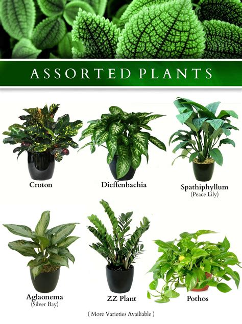 indoor plant guide with pictures and names